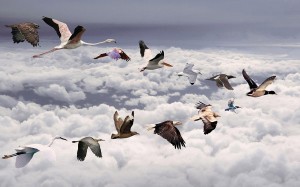 migrating-birds